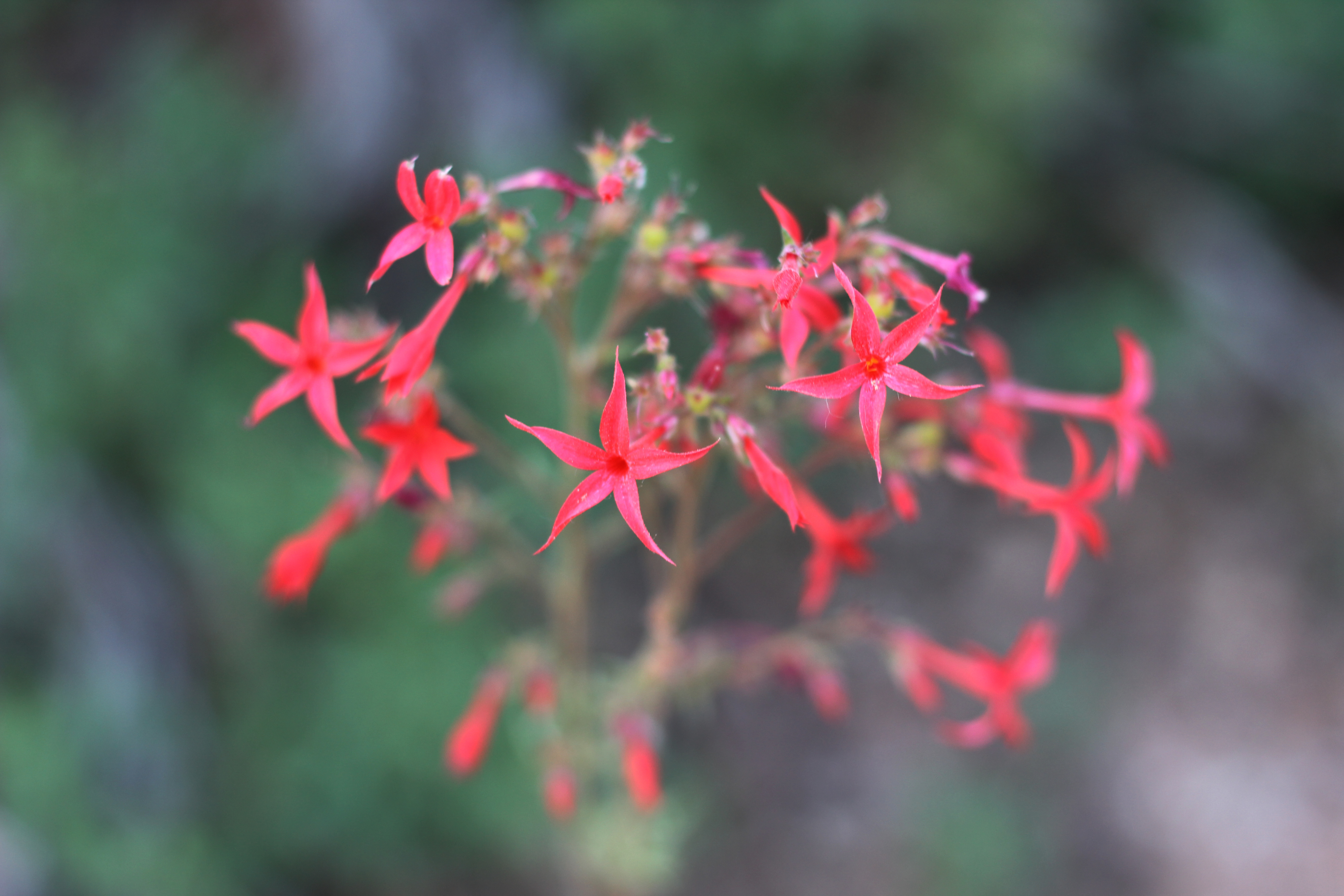 Red, star-shaped, wildflowers along the Spring Creek Canyon hike